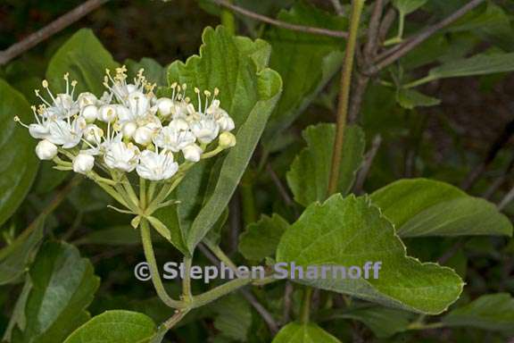 viburnum ellipticum 9 graphic